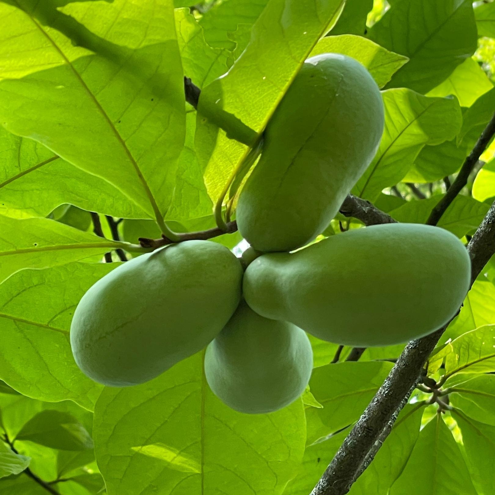 Four pawpaw fruit in a tree